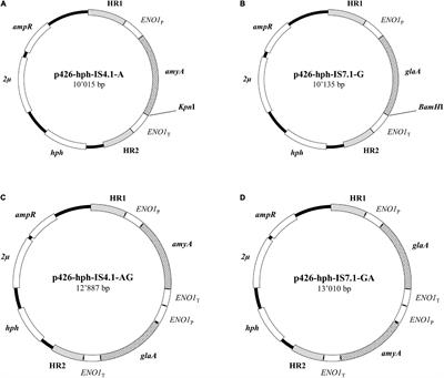 Natural Saccharomyces cerevisiae Strain Reveals Peculiar Genomic Traits for Starch-to-Bioethanol Production: the Design of an Amylolytic Consolidated Bioprocessing Yeast